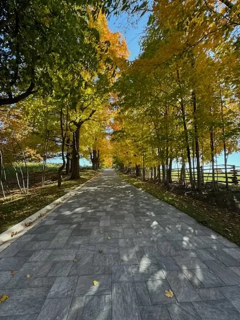 A tree-lined path in autumn colour